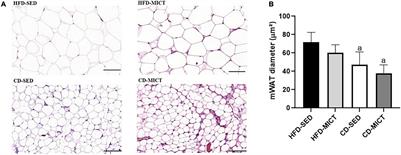 Dietary Intervention Associated With Moderate-Intensity Continuous Training Leads to Changes in the Inflammatory Profile in Visceral Adipose Tissue but Not in Skeletal Muscle in Diet-Induced Obese Rats